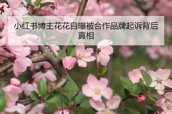 小红书博主花花自曝被合作品牌起诉背后真相